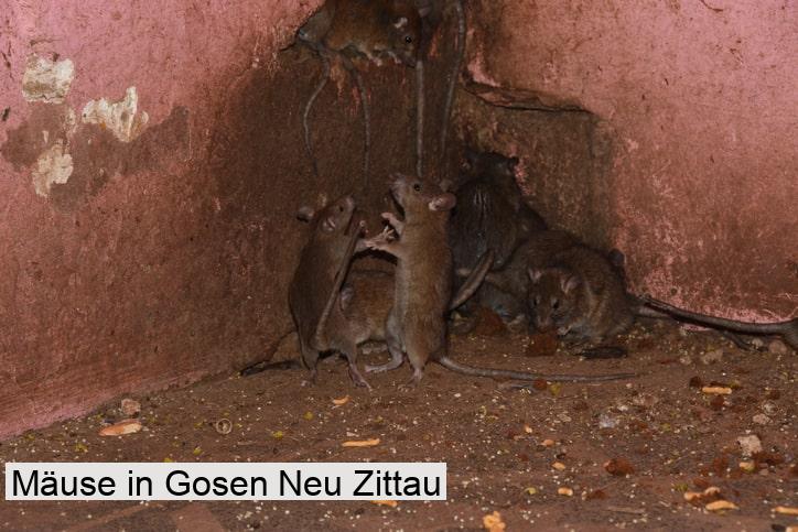 Mäuse in Gosen Neu Zittau